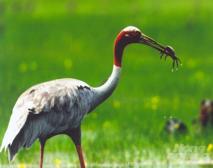 Over the course of ten years between 2022 and 2032, the project aims to nurture and release 100 red-crowned cranes, with a minimum of 50 individuals expected to survive. Photo: Tram Chim National Park.