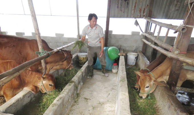 Thiếu vắng cán bộ thú y cơ sở là nỗi lo của người chăn nuôi trên địa bàn huyện Quảng Trạch. Ảnh: Tâm Phùng.