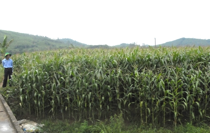 Trong vụ đông xuân 2023 - 2024, Bình Định sẽ tiếp tục chuyển đổi 931ha đất trồng lúa sang các loại cây màu có hiệu quả kinh tế cao. Ảnh: V.Đ.T.