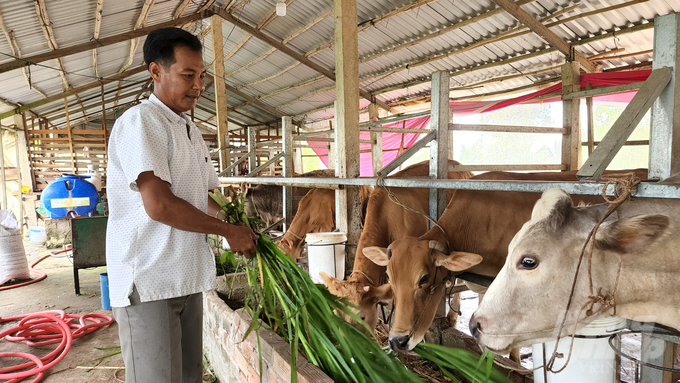 Hộ chăn nuôi được khuyến khích phát triển mô hình kinh tế tuần hoàn, góp phần tăng cường và nâng cao kiến thức, kỹ năng quản lý, bảo vệ môi trường và phòng chống dịch bệnh. Ảnh: Kim Anh.