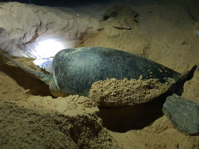 Sea turtles dig sand to make nests to protect their eggs. Photo: V.D.T.