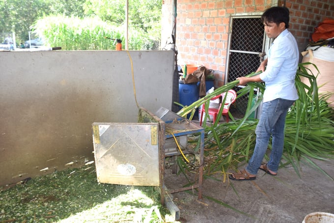 Anh Nguyễn Đức Sơn băm cỏ ủ để dự trữ cho bò ăn trong mùa mưa. Ảnh: V.Đ.T.