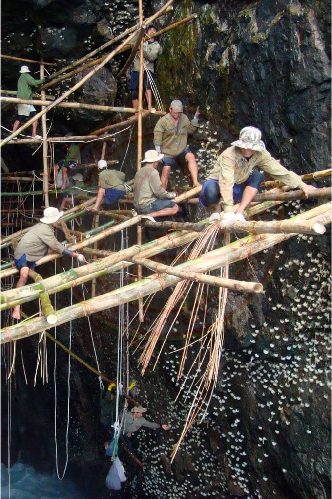 Exploiting Khanh Hoa edible bird's nests. Photo: KS.