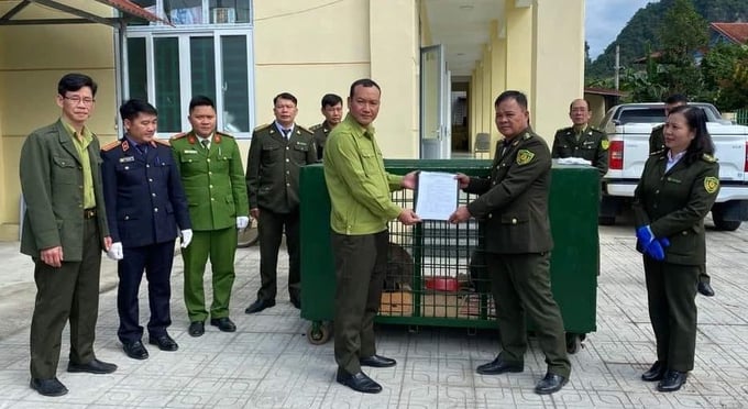 Hoang Lien Rescue, Conservation and Development Center of Hoang Lien National Park received 4 kangaroos. Photo: T.T.