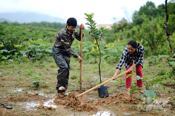Chương trình hỗ trợ cây giống góp phần giúp nhiều hộ dân trên địa bàn xã Ba có điều kiện chuyển đổi sinh kế, đa dạng hóa cây trồng. Ảnh: Minh Khương.