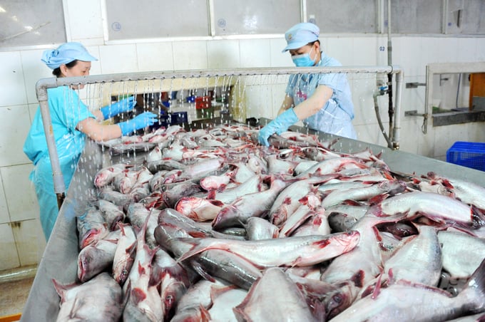 Riêng năm 2022, các doanh nghiệp trong An Giang đã xuất khẩu 162.000 tấn cá tra, thu 380 triệu USD. Ảnh minh họa: Lê Hoàng Vũ.