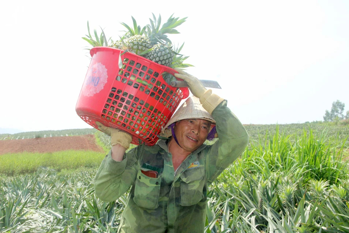 Là cây trồng có nhiều lợi thế và tiềm năng, nhưng cây dứa ở Nghệ An lại ngày càng 'teo tóp'. Ảnh: Xuân Hoàng.