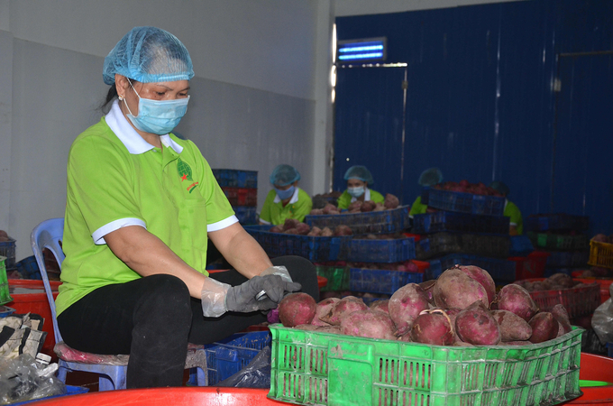 The issue of food safety must be given top priority so that agricultural products can overcome export barriers. Photo: Minh Dam.