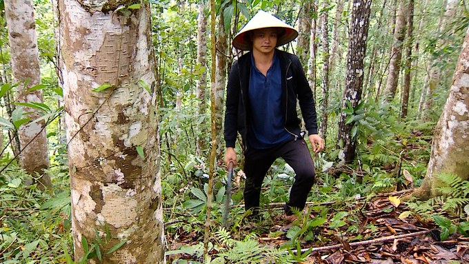 Anh Lộc Văn Huyến vẫn chưa thể khai thác rừng cây mỡ đã trồng hơn 20 năm. Ảnh: Ngọc Tú. 