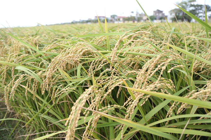 Lúa nếp Cô Tiên sớm hi vọng được vào cơ cấu trồng trọt của tỉnh Thái Bình. Ảnh: Lâm Hùng.