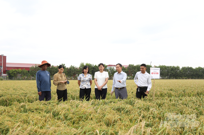 Anh Hà (ngoài cùng bên trái) cùng lãnh đạo Sở NN-PTNT Thái Bình, đại diện Công ty TNHH Nông nghiệp Nhiệt Đới thăm mô hình lúa nếp Cô Tiên hồi tháng 10/2023.  Ảnh: Lâm Hùng.