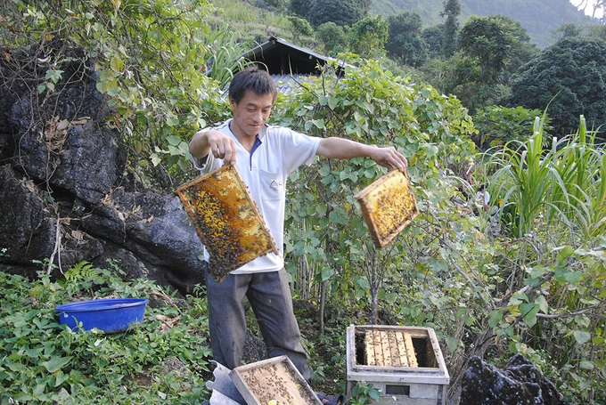 Anh Cháng Vảng Dình (thôn Sủa Cán Tỷ, xã Cán Tỷ) chăm sóc đàn ong nuôi của gia đình. Ảnh: Kim Tiến. 