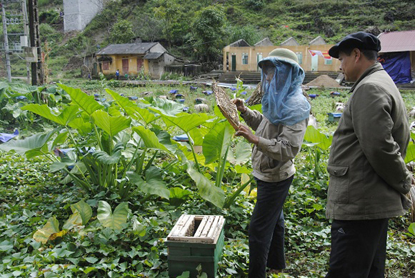Nghề nuôi ong ở Hà Giang mang lợi thu nhập kinh tế khá lớn cho đồng bào vùng cao. Ảnh: Kim Tiến.