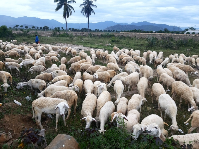 Trong năm 2023, các bệnh truyền nhiễm trên đàn gia súc, gia cầm được ngành chức năng tỉnh Ninh Thuận kiểm soát tốt. Ảnh: PC.