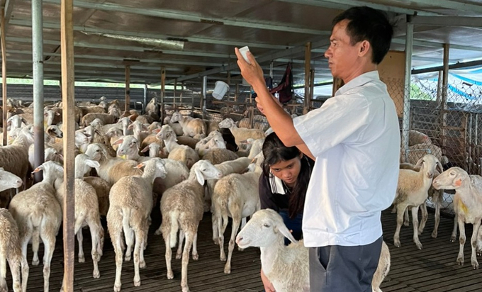 Công tác tiêm phòng vacxin cho đàn gia súc, gia cầm được ngành chức năng tỉnh Ninh Thuận tiến hành định kì 2 đợt/năm. Ảnh: PC.