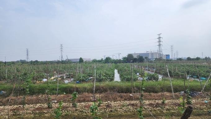 Huyện An Dương có hơn 3.000ha đất sản xuất nông nghiệp cần tưới, tiêu thường xuyên. Ảnh: Đinh Mười.