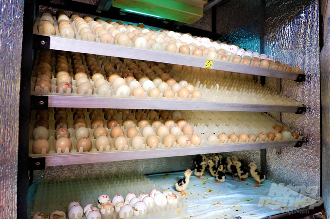 Trung bình mỗi tháng cơ sở của anh Bửu Thanh cung cấp ra thị trường từ 5.000 - 6.000 trứng chim trĩ, với giá 8.000 đồng/trứng. Ảnh: Kim Anh.