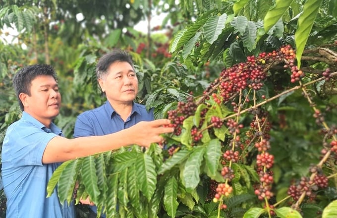Ông Lê Quốc Thanh, Giám đốc Trung tâm Khuyến nông Quốc gia (phải) tham quan mô hình sản xuất cà phê bền vững tại huyện Đăk Hà (tỉnh Kon Tum). Ảnh: Tuấn Anh.