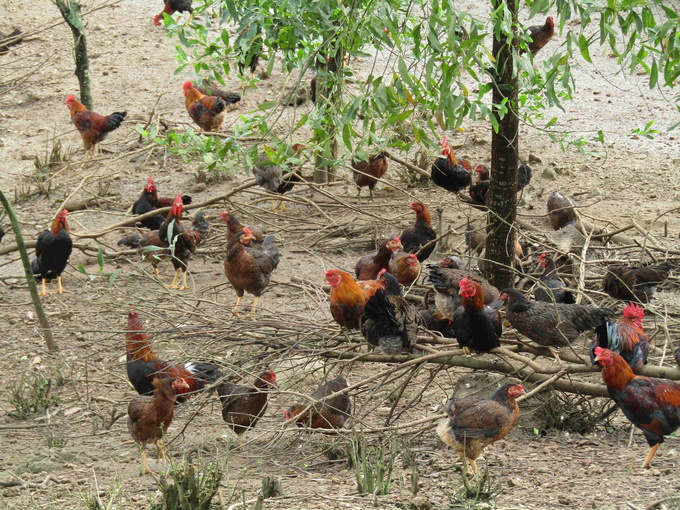 Binh Dinh is promoting hill chicken farming. Photo: V.D.T.