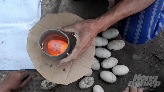 Candling crocodile eggs before hatching. Photo: Tran Phi.