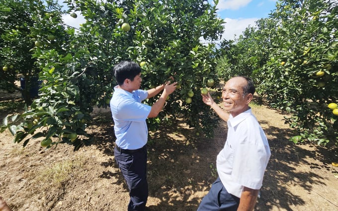 Mr. Be Van Mai (right) introduces the orange farm with an area of more than 7 hectares, cultivated according to VietGAP standards. Photo: Tam Phung.