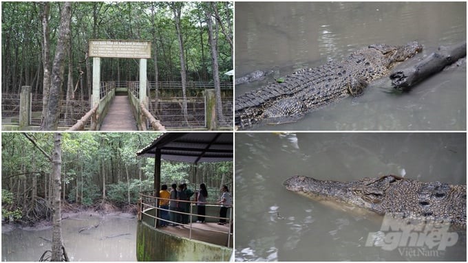 Crocodiles are preserved and exploited for experiential tourism in Can Gio district, Ho Chi Minh City. Photo: Le Binh.