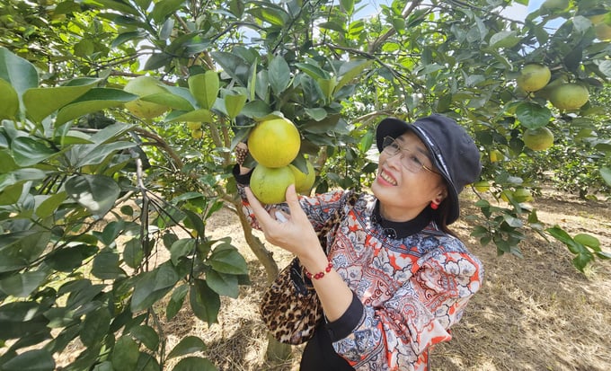 Crispy citrus varieties have high productivity and efficiency at Mr. Mai’s farm. Photo: Tam Phung.