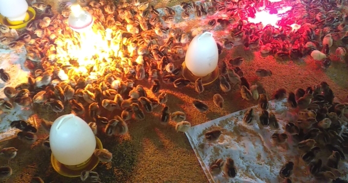 When the chickens first come to the barn, farmers need a covered space to brood the chicks, but building a barn on forest land violates the Law on Forestry. Photo: V.D.T.