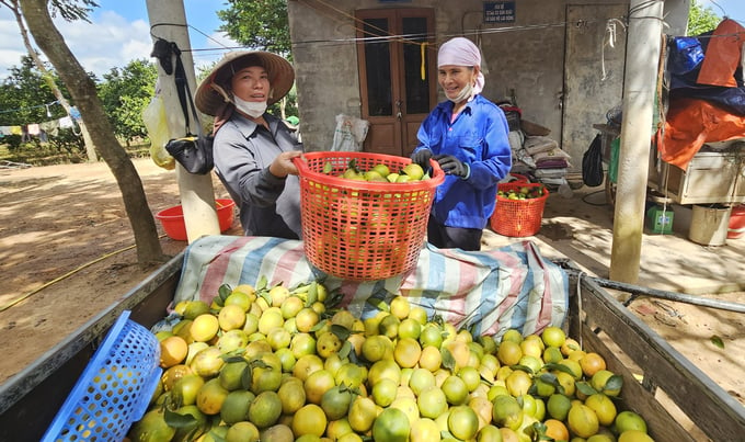 Oranges from Mr. Mai’s farm are ordered by traders to buy from the garden. Photo: Tam Phung.