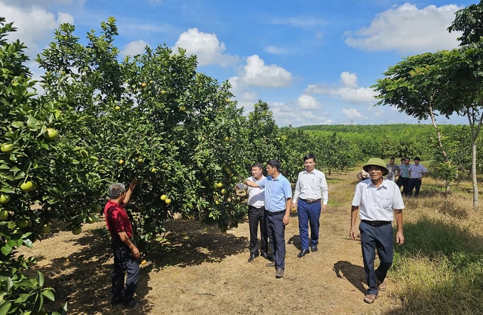 Numerous orange cultivators from different regions visit Mr. Mai’s farm to glean insights and learn from his orange-growing expertise. Photo: Tam Phung.