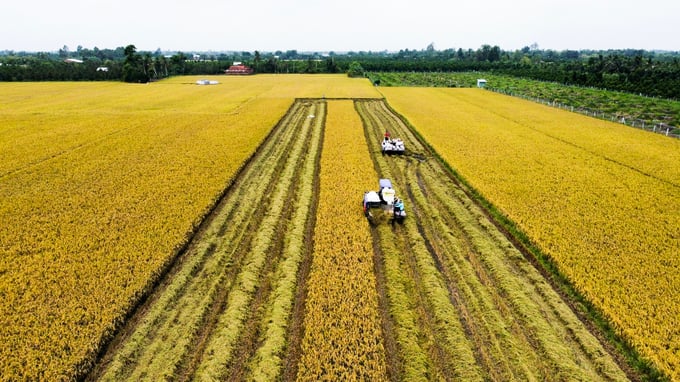 Can Tho city's Department of Agriculture and Rural Development is determined to establish an organic rice production area with an estimated scale of 4,000 hectares. Photo: Kim Anh.