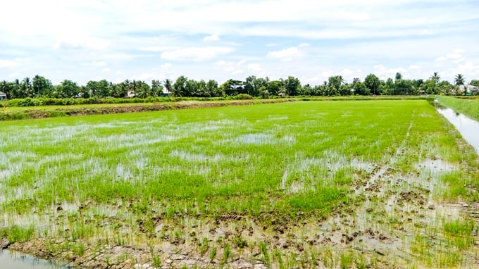 Organic rice production area belonging to Dai Duong Xanh Company in Ca Mau province. Photo: Kim Anh.