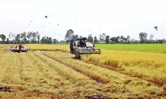 According to Dai Duong Xanh Company, the export price of organic rice is at least 40% to 50% higher compared to that of traditionally produced rice, and market demand for the former has been gradually increasing over the last two years. Photo: Kim Anh.