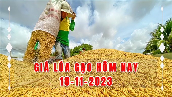 Cập nhật giá lúa gạo trong nước mới nhất ngày 18/11/2023