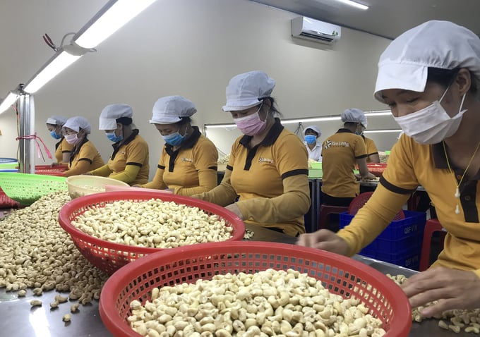 Processing cashew kernels at a Dong Nai factory. Photo: Son Trang.