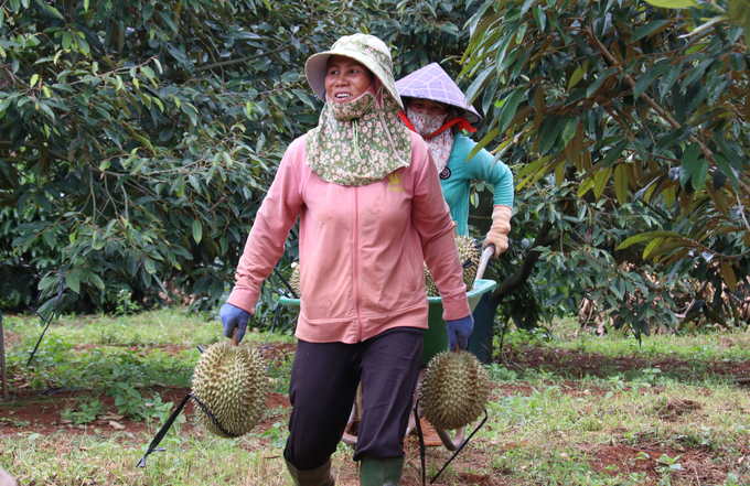 Sầu riêng đã mang lại nguồn thu lớn và trở thành cây trồng chủ lực tại Đắk Lắk, giúp nhiều nông dân trở thành tỷ phú. Ảnh: Quang Yên.