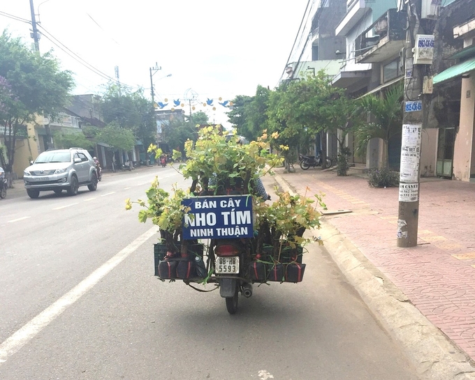 Cả xe máy cũng trở thành 'cửa hàng giống cây trồng di động', len lỏi khắp các nẻo đường ở Bình Định. Ảnh: V.Đ.T.