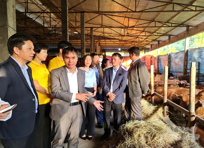 Các đại biểu tham quan mô hình nuôi bò vỗ béo tại xã Hoàng Khai, huyện Yên Sơn (Tuyên Quang). Ảnh: Đào Thanh.