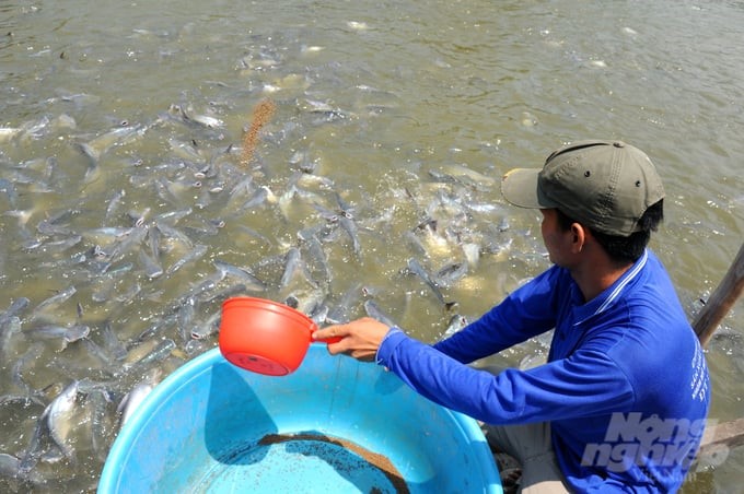 An Giang is one of the leading localities in developing the pangasius farming and processing industry for export, with an annual farming area of nearly 2,000 hectares, yielding over 400,000 tons. Photo: Le Hoang Vu.