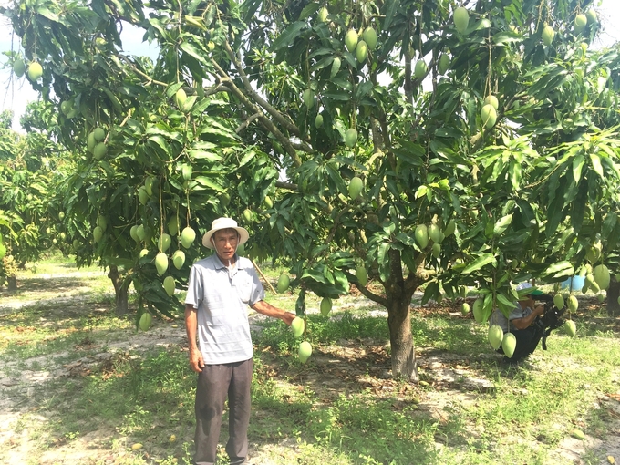Đến năm 2025, Bình Định sẽ có vùng sản xuất chuyên canh cây xoài với diện tích 1.500ha tại thành phố Quy Nhơn và các huyện Phù Cát, Tây Sơn. Ảnh: V.Đ.T.