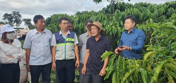 The coffee industry in Gia Lai province is undergoing positive transformations towards sustainable production, thanks to the efforts of local community agricultural extension groups. Photo: Tuan Anh.