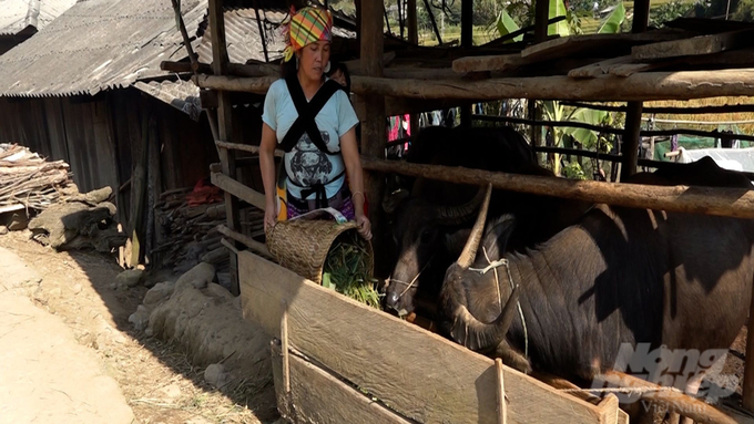 Gia đình chị Giàng Thị Dí đã trồng thêm cỏ voi, dự trữ thức ăn khô cho đàn trâu. Ảnh: Hùng Khang.