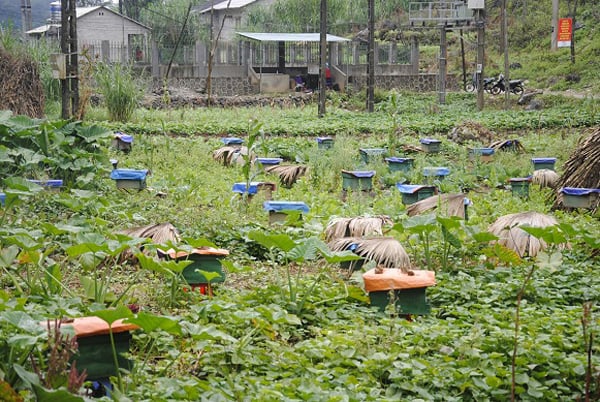 A peppermint beekeeping facility in the Dong Van Stone Plateau. Photo: Kim Tien.