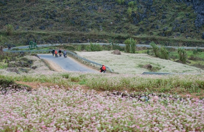 In addition to buckwheat plants, the Dong Van Stone Plateau also features over 200 hectares of buckwheat flower production area. This area serves as a source of raw materials for beekeeping development. Photo: Huy Ha.
