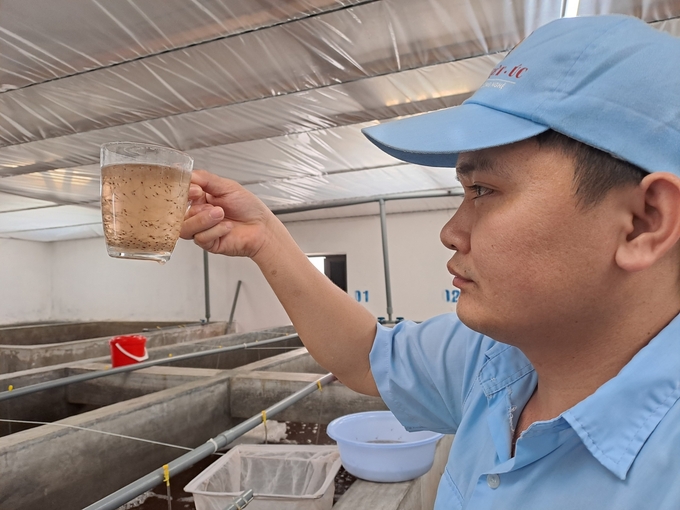 Công nhân Công ty TNHH Việt - Úc Quảng Ninh kiểm tra chất lượng tôm giống. Ảnh: Viết Cường.