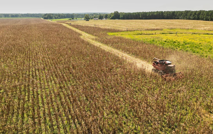 Campbell Coxe harvests 50 acres of Jimmy Red corn on his Darlington, South Carolina, farm in September.