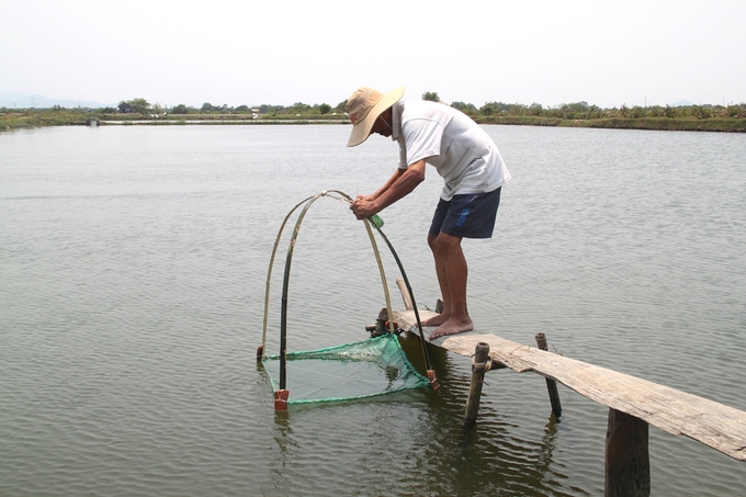 Những năm gần đây, nuôi tôm nước lợ ở Bình Định thường bị các loại bệnh đốm trắng, hoại tử gan tụy (bệnh chết sớm) và bệnh môi trường gây hại. Ảnh: V.Đ.T.