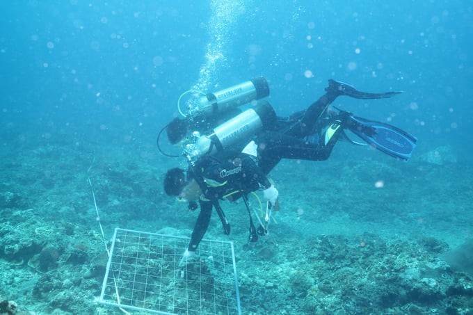 Scientists study seaweed species in the Gulf of Tonkin. Photo: RIMF.