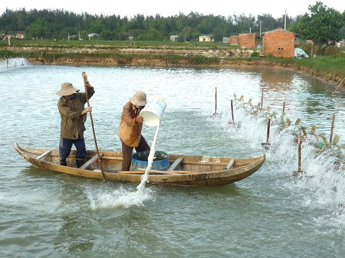 Shrimp farmers are currently very subjective. When a disease occurs, they do not immediately notify the authorities but instead buy medicine to self-treat. Photo: V.D.T.