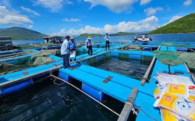 Cage aquaculture deployed by members of the Tourism Aquaculture Cooperative in Van Phong commune, Van Ninh District. Photo: KS.